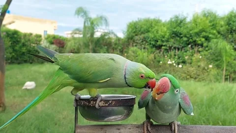 Cute and Funny Parrots Talking and Playing Stock Footage 299994459
