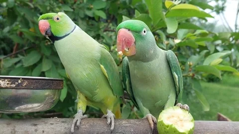Cute and Funny Parrots Talking and Playing Stock Footage 299994465