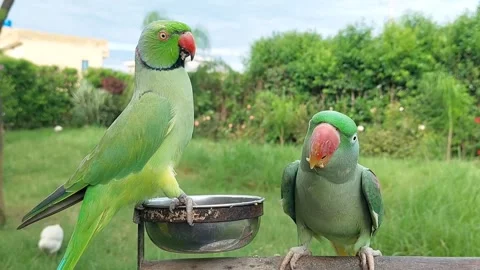 Cute and Funny Parrots Talking and Playing Stockbeeldmateriaal 299994473