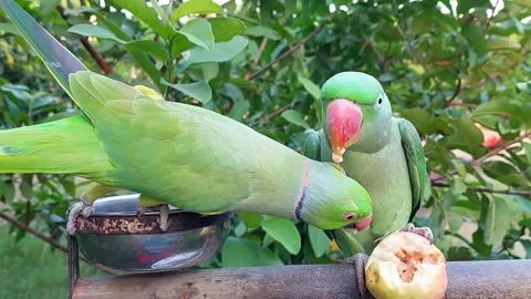 Cute and Funny Parrots Talking and Playing Stock Footage 299994487