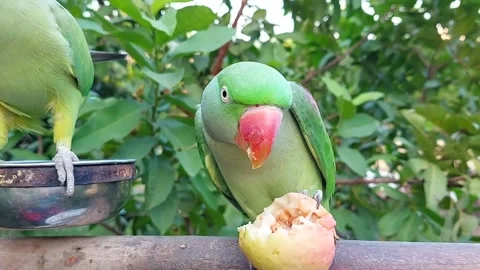 Cute and Funny Parrots Talking and Playing Stock Footage 299994491