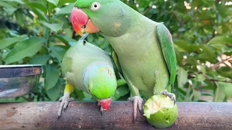 Cute and Funny Parrots Talking and Playing Stock Footage 299994503