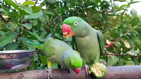 Cute and Funny Parrots Talking and Playing Stock Footage 299994512