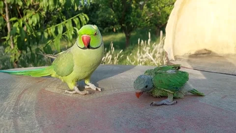 Cute and Funny Parrots Talking and Playing Stock Footage 299994560