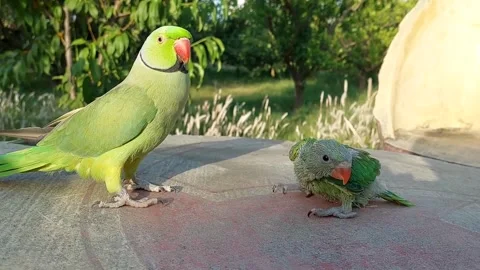Cute and Funny Parrots Talking and Playing Stock Footage 299994561
