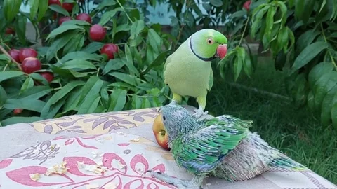 Cute and Funny Parrots Talking and Playing Stock Footage 299994563