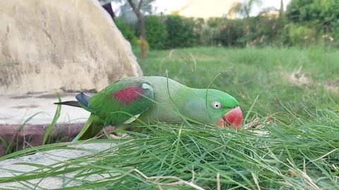 Cute and Funny Parrots Talking and Playing Stock Footage 299994567