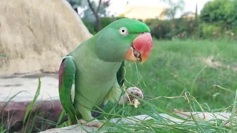 Cute and Funny Parrots Talking and Playing Stock Footage 299994569