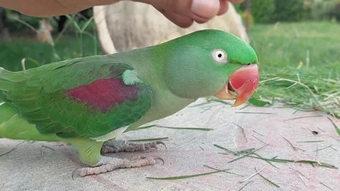 Cute and Funny Parrots Talking and Playing Stock Footage 299994573