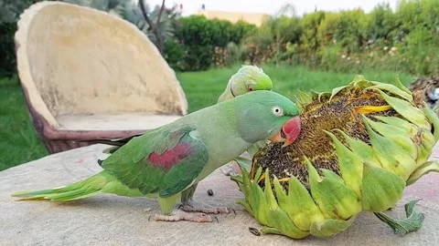 Cute and Funny Parrots Talking and Playing Stock Footage 299994574