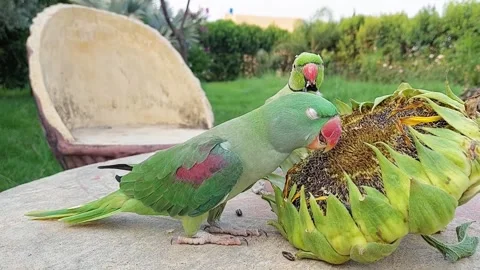 Cute and Funny Parrots Talking and Playing Stock Footage 299994575