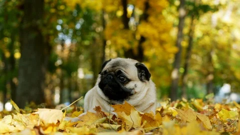 Cute and funny pug lying in sunny autumn forest, yellow leaves falling on dog Stock Footage 117348880