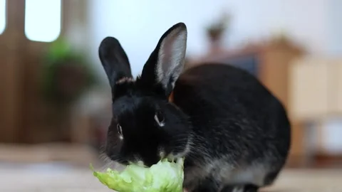 Cute and funny rabbit eats lettuce and chews and yawns then hops off set Stock Footage 328475425