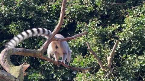 The cute and funny ring-tailed lemur. Stock video clip. 4K Stock Footage 236427661