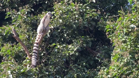 The cute and funny ring-tailed lemur. Stock video clip. 4K Stockbeeldmateriaal 236427695