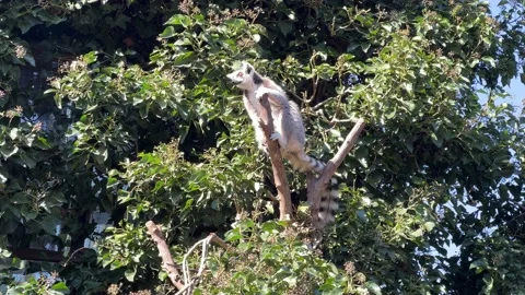 The cute and funny ring-tailed lemur. Stock video clip. 4K Stock Footage 236427780