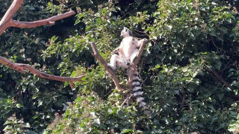The cute and funny ring-tailed lemur. Stock video clip. 4K Stock Footage 236427887