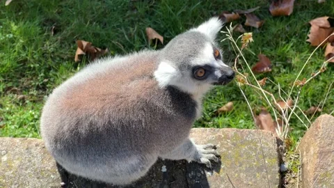 The cute and funny ring-tailed lemur. Stock video clip. 4K Stock Footage 236428095