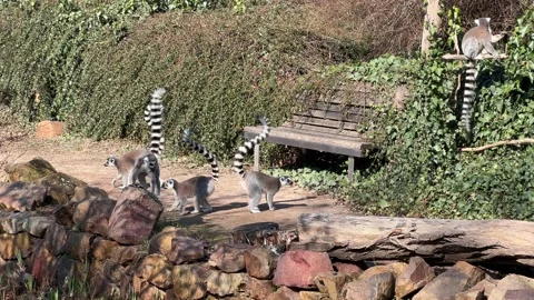 The cute and funny ring-tailed lemur. Stock video clip. 4K 库存影片 236428149
