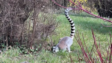 The cute and funny ring-tailed lemur. Stock video clip. 4K Stockbeeldmateriaal 236428233