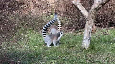 The cute and funny ring-tailed lemur. Stock video clip. 4K Stock Footage 236428248