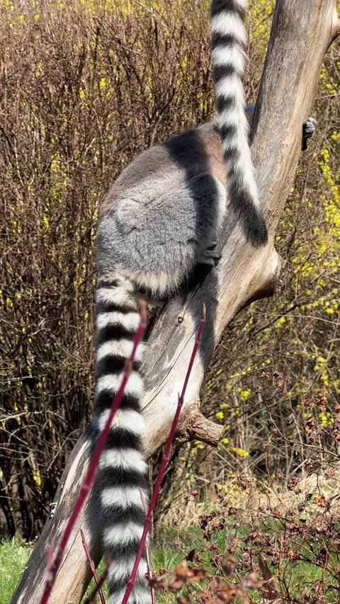 The cute and funny ring-tailed lemur. Stock video clip. 4K Stock Footage 236428293