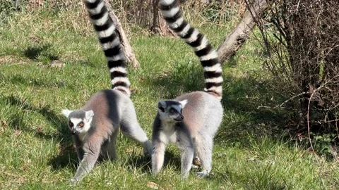 The cute and funny ring-tailed Stock Video Pond5