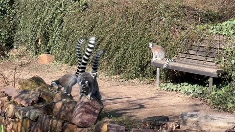 The cute and funny ring-tailed lemur. Stock video clip. 4K Stockbeeldmateriaal 236428351