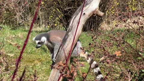The cute and funny ring-tailed lemur. Stock video clip. 4K Vidéo 236428366