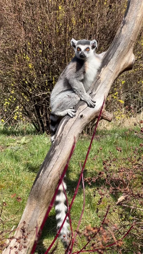 The cute and funny ring-tailed lemur. Stock video clip. 4K Stock Footage 236428518