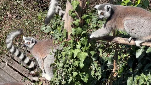The cute and funny ring-tailed lemur. Stock video clip. 4K Stockbeeldmateriaal 236428649