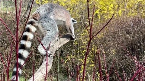 The cute and funny ring-tailed lemur. Stock video clip. 4K Stock Footage 236428679