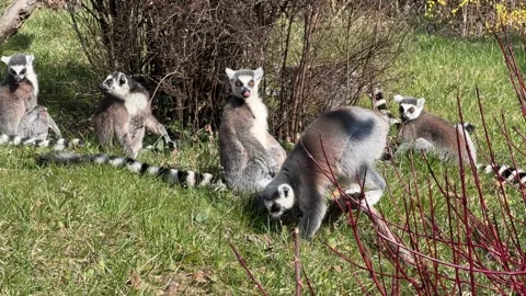 The cute and funny ring-tailed lemur. Stock video clip. 4K 库存影片 236428738