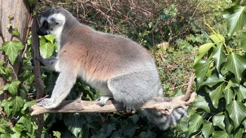 The cute and funny ring-tailed lemur. Stock video clip. 4K Stock Footage 236428773