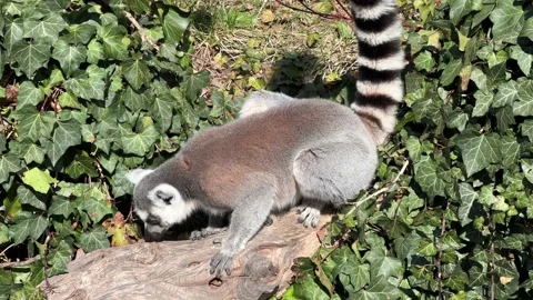 The cute and funny ring-tailed lemur. Stock video clip. 4K Stock Footage 236428818