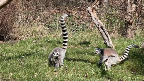 The cute and funny ring-tailed lemur. Stock video clip. 4K Vidéo 236429014