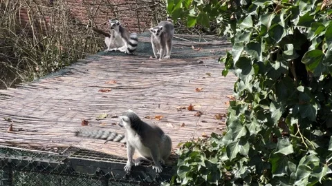 The cute and funny ring-tailed lemur. Stock video clip. 4K Stockbeeldmateriaal 236429131