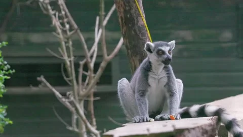 Cute and funny Ring-tailed lemur in a zoo, England Summer Stock-Footage 247712462