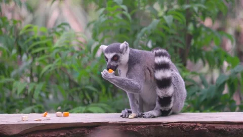 Cute and funny Ring-tailed lemur easting, in a zoo, England Summer 스톡 동영상 247712670