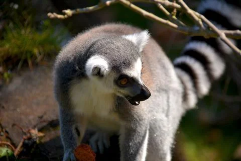 The cute and funny ring-tailed lemur. Stock Photos
