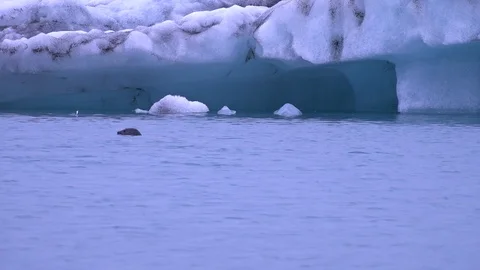 A cute and funny seal in Iceland Stock Footage