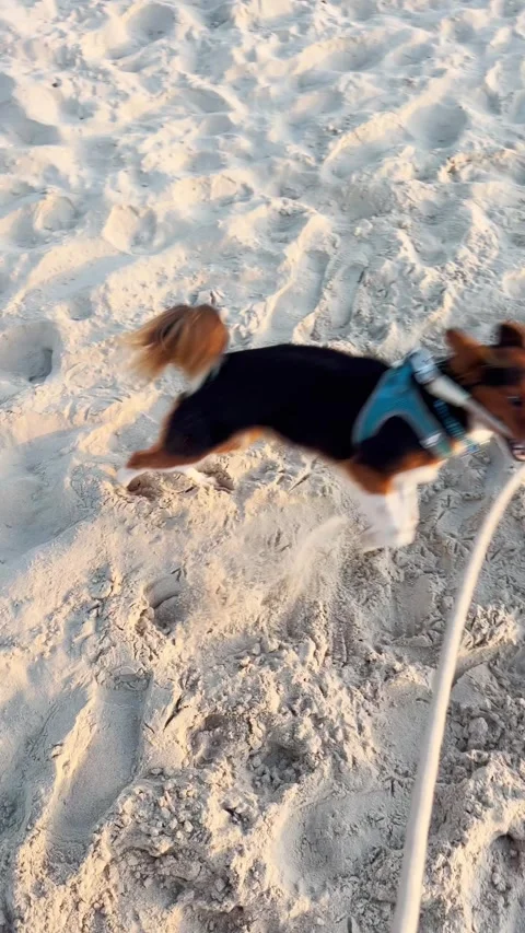 Cute and funny small dog enthusiastic jumping and biting its leash in sandy Stock Footage 343697766