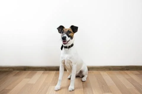 Cute and funny smooth fox terrier puppy sits on the floor. Stock Photos