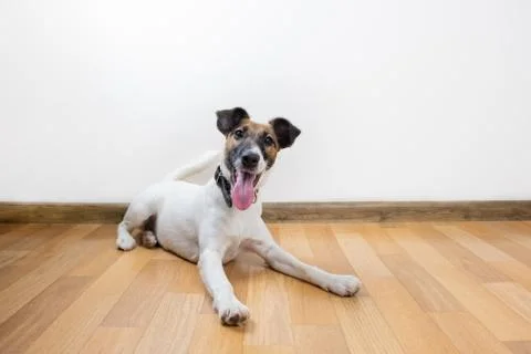 Cute and funny smooth fox terrier puppy lays on the floor. Stock Photos
