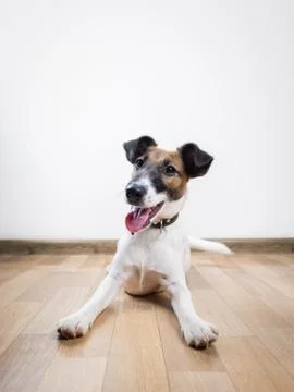 Cute and funny smooth fox terrier puppy lays on the floor.  Stock Photos