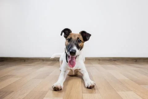 Cute and funny smooth fox terrier puppy lays on the floor.  Stock Photos