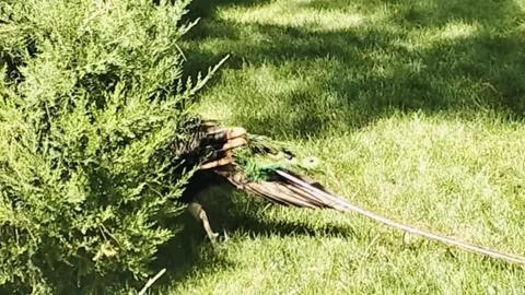 Cute and Healthy peacock 스톡 동영상 346354676