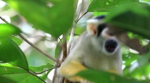 Cute and inquisitive WILD Squirrel Monkey eats insects in the Peruvian Amazon Stock Footage 11024995