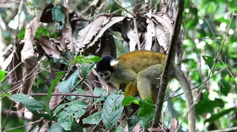 A cute and inquisitive WILD Squirrel Monkey in the Peruvian Amazon Stock Footage 11024997