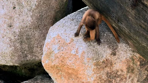 A cute and inquisitive WILD Squirrel Monkey (Saimiri boliviensis) in the Stock Footage 88570796